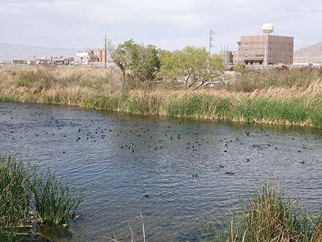 Broadleaf Cattail (Typha latifolia)