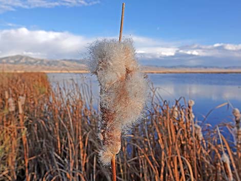 Broadleaf Cattail (Typha latifolia)