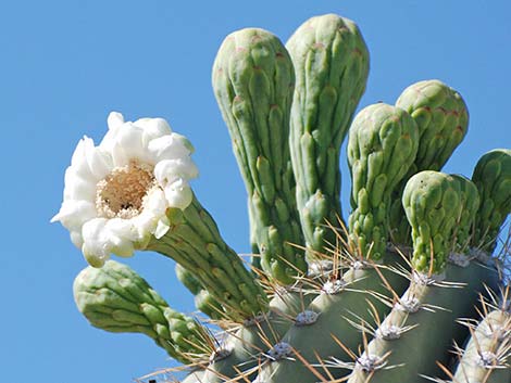 Saguaro (Carnegiea gigantea)