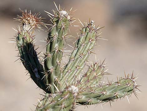 Buckhorn Cholla (Cylindropuntia acanthocarpa)