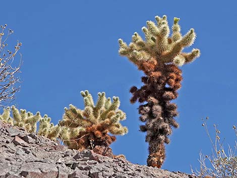 Teddybear Cholla (Cylindropuntia bigelovii)