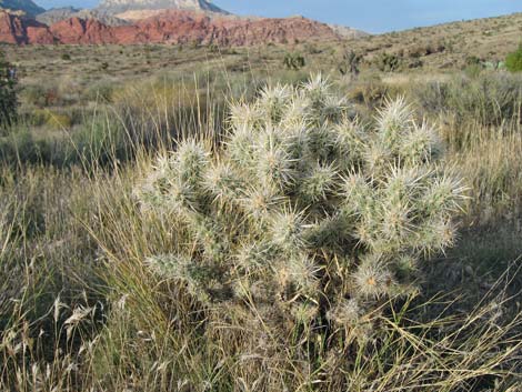 Silver Cholla (Cylindropuntia echinocarpa)