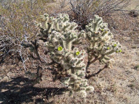 Silver Cholla (Cylindropuntia echinocarpa)