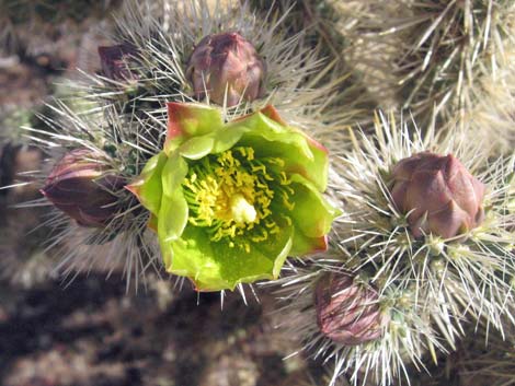 Silver Cholla (Cylindropuntia echinocarpa)