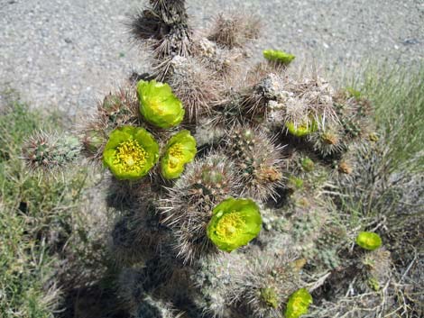 Silver Cholla (Cylindropuntia echinocarpa)