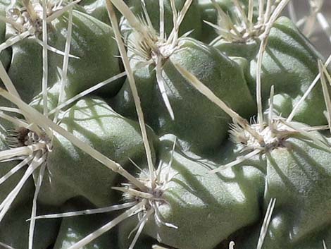 Silver Cholla (Cylindropuntia echinocarpa)