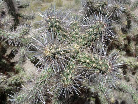 Silver Cholla (Cylindropuntia echinocarpa)