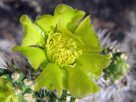 Blue Diamond Cholla (Cylindropuntia multigeniculata)