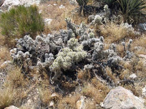 Blue Diamond Cholla (Cylindropuntia multigeniculata)