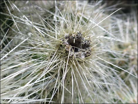 Blue Diamond Cholla (Cylindropuntia multigeniculata)