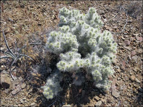 Blue Diamond Cholla (Cylindropuntia multigeniculata)