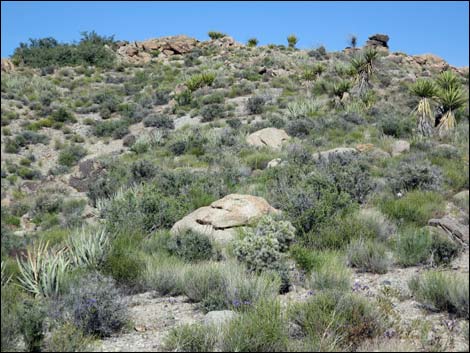 Blue Diamond Cholla (Cylindropuntia multigeniculata)