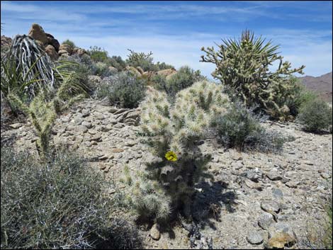 Blue Diamond Cholla (Cylindropuntia multigeniculata)