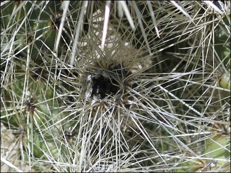 Blue Diamond Cholla (Cylindropuntia multigeniculata)