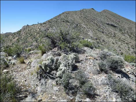 Blue Diamond Cholla (Cylindropuntia multigeniculata)