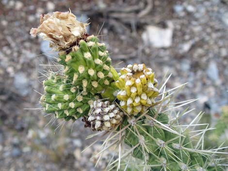 Blue Diamond Cholla (Cylindropuntia multigeniculata)