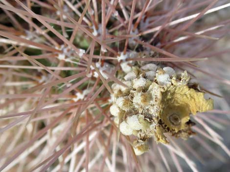 Blue Diamond Cholla (Cylindropuntia multigeniculata)