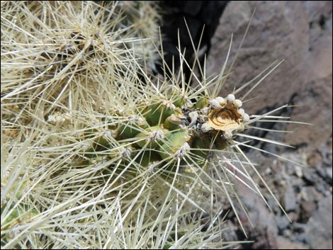 Blue Diamond Cholla (Cylindropuntia multigeniculata)