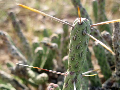 Pencil Cholla (Cylindropuntia ramosissima)