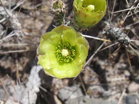 Pencil Cholla (Cylindropuntia ramosissima)