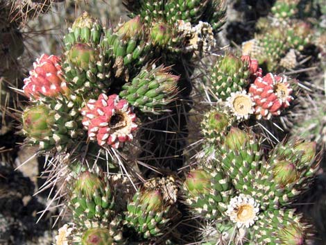 Whipple Cholla (Cylindropuntia whipplei)