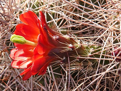 Baker Kingcup Cactus (Echinocereus bakeri)