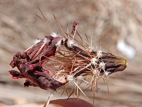 Baker Kingcup Cactus (Echinocereus bakeri)