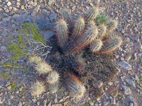 Engelmann's Hedgehog Cactus (Echinocereus engelmannii)