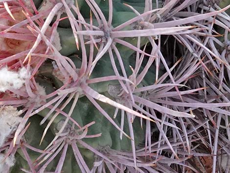 Cottontop Cactus (Echinocactus polycephalus)