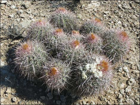 Cottontop Cactus (Echinocactus polycephalus)