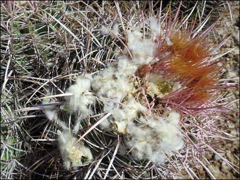 Cottontop Cactus (Echinocactus polycephalus)