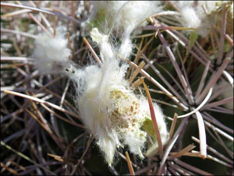 Cottontop Cactus (Echinocactus polycephalus)