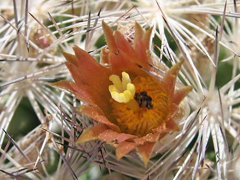 Desert Spinystar (Escobaria vivipara var. deserti)