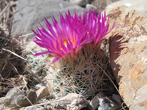 Spinystar (Escobaria vivipara var. rosea)