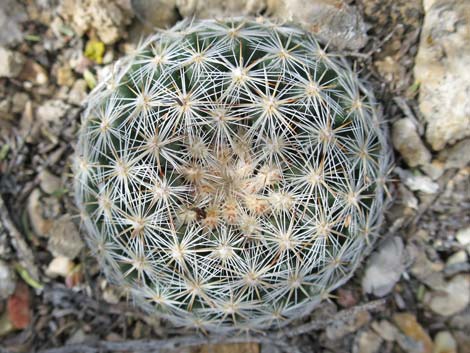 Spinystar (Escobaria vivipara var. rosea)