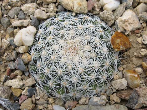 Spinystar (Escobaria vivipara var. rosea)