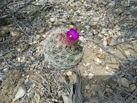 Spinystar (Escobaria vivipara var. rosea)