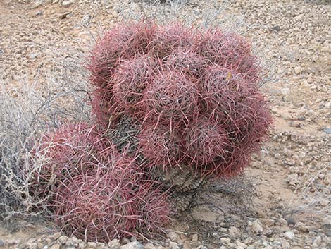 California Barrel Cactus (Ferocactus cylindraceus)