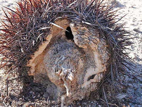 California Barrel Cactus (Ferocactus cylindraceus)