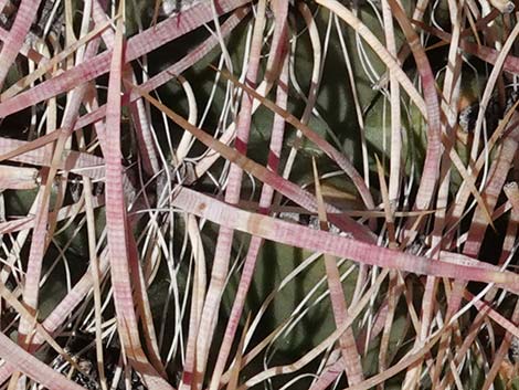 California Barrel Cactus (Ferocactus cylindraceus)