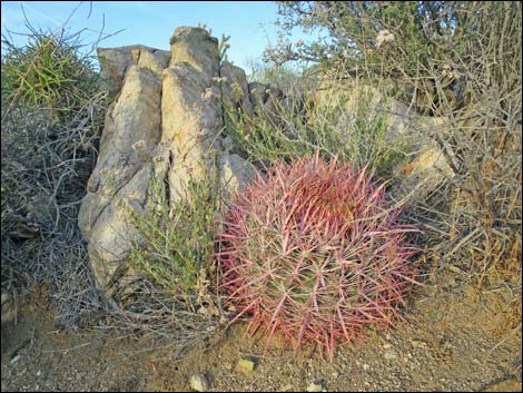 California barrel cactus (Ferocactus cylindraceus)