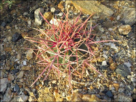 California barrel cactus (Ferocactus cylindraceus)