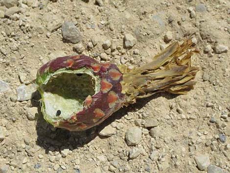 California Barrel Cactus (Ferocactus cylindraceus)