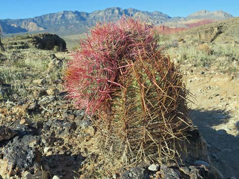 California Barrel Cactus (Ferocactus cylindraceus)