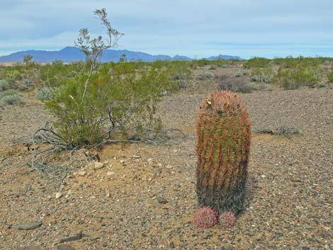 California barrel cactus (Ferocactus cylindraceus)