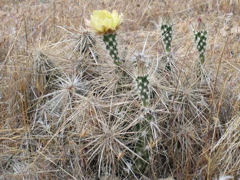 Matted Cholla (Opuntia parishii)