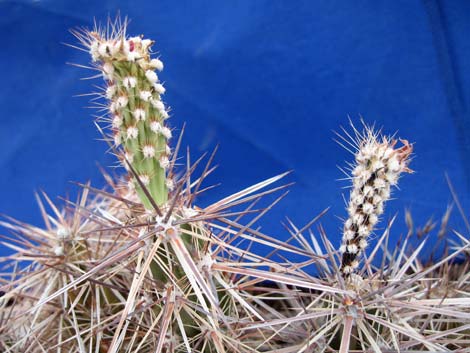 Matted Cholla (Opuntia parishii)