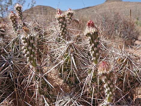 Matted Cholla (Opuntia parishii)