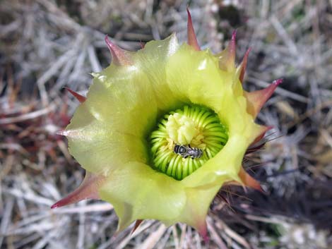 Matted Cholla (Opuntia parishii)