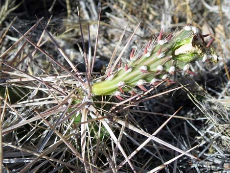 Matted Cholla (Opuntia parishii)